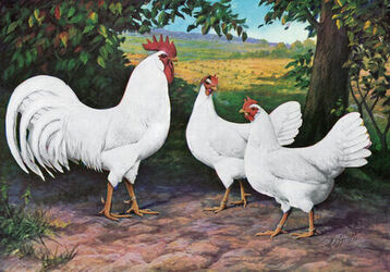 gallina-livornese-bianca-old-image.jpg